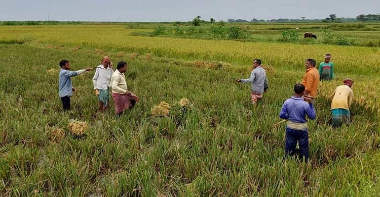 Six farmers killed in lightning in Sunamganj