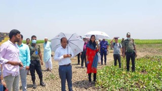 জবই বিলের ৪ স্থানকে অভয়াশ্রম ঘোষণা, মাছ আহরণ নিষিদ্ধ