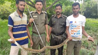 ৭ মুরগি খেয়ে ধরা পড়ল অজগর, সুন্দরবনে অবমুক্ত