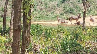 বঙ্গবন্ধু সাফারি পার্কে জেব্রার পালে নতুন শাবক