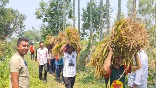 ধান কেটে কৃষকের ঘরে তুলে দিল ছাত্রলীগ