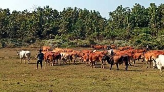 রামুতে গরু পাচারকারীদের সঙ্গে বিজিবির সংঘর্ষে একজন নিহত