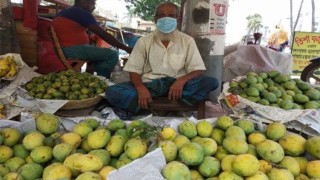 ১২ মে থেকে বাজারে মিলবে সাতক্ষীরার আম