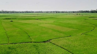 সবুজ শীষে দুলছে হাওরপাড়ের কৃষকের স্বপ্ন