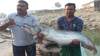 পদ্মার ১৯ কেজির বোয়াল সাড়ে ৪৫ হাজার টাকায় বিক্রি