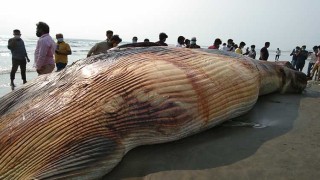 কক্সবাজার সৈকতে ভেসে এলো বিশাল আকৃতির মৃত তিমি