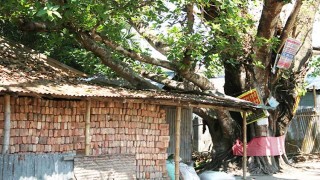 ঝুঁকিপূর্ণ শতবর্ষী গাছটি পরিণত হচ্ছে ‘মৃত্যুফাঁদে’