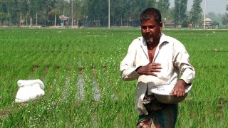 সারের দাম বাড়ায় 'দুশ্চিন্তায়' ঠাকুরগাঁওয়ের কৃষকরা