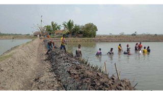 দেবহাটায় ৫ শতাধিক বিঘায় সবুজের হাতছানি