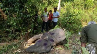 খাবারের সন্ধানে এসে আটকা পড়ল হাতির শাবক