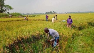 নেত্রকোনায় হাওরে ধানে চিটা, দিশেহারা কৃষক