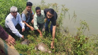 পাচারের উদ্দেশে আনা ১৬ সুন্ধি কাছিম কুমিল্লায় উদ্ধার