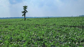 কুড়িগ্রামে ধরলার বুকে পটল চাষ, নজরদারি নেই কৃষি বিভাগের