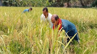 বরগুনায় লবণ সহনশীল ধানের বাম্পার ফলন