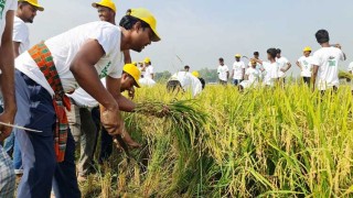 নাটোরে ছাত্রলীগের ধান কাটা কার্যক্রম শুরু