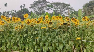 ফকিরহাটে পতিত জমিতে সূর্যমুখীর বাম্পার ফলন