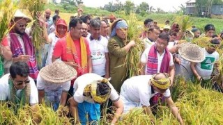 ধান কেটে দিতে কৃষকের ফসলের মাঠে স্বেচ্ছাসেবক লীগ