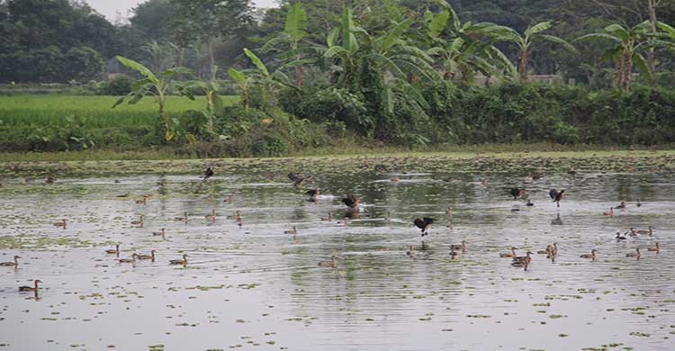 নওগাঁয় পুকুরে স্থায়ী বসবাস পরিযায়ী পাখির