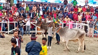 বগুড়ায় গরুর ‘র‍্যাম্প শো’