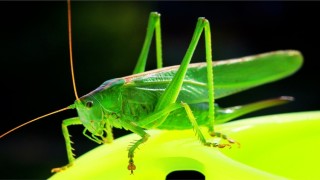 পৃথিবীর সব কীটপতঙ্গ মরে গেলে কী হবে?