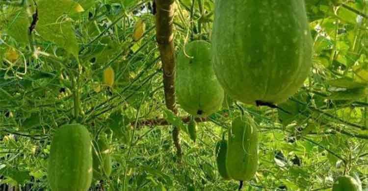 নেত্রকোনায় কুমড়া চাষে লাভবান সীমান্তের কৃষকরা