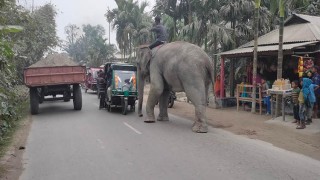 সার্কাসের হাতি দিয়ে চাঁদাবাজি