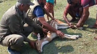 খাবারের সন্ধানে লোকালয়ে চিত্রা হরিণ