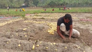 এসিআই জাতের আলু উৎপাদনে কৃষকের মুখে হাসি