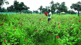 গাজীপুরে ভালোবাসা দিবসে ফুলের বাজার জমজমাট