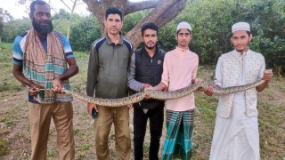 শরণখোলার বাজার থেকে অজগর উদ্ধার বনে অবমুক্ত