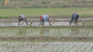 নড়াইলে শঙ্কা নিয়ে বোরো ধান চাষ