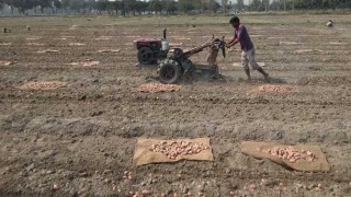 মিনিটিউবারের আলুর চারার বাম্পার ফলনের আশা