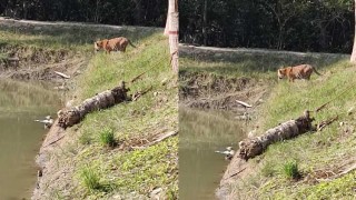 জোড়া বাঘের কবলে পাঁচ বনরক্ষীর ২০ ঘণ্টা