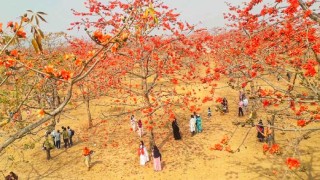 রক্ত রাঙ্গা শিমুলের রাজত্ব, এ যেন এক স্বপ্নপুরী স্বর্গরাজ্য