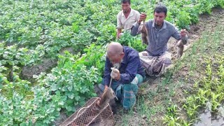 ইঁদুর ধরাই আনোয়ারের পেশা