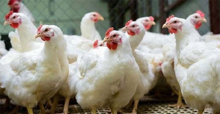 Broilers chicken not harmful to health: Minister