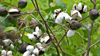 তুলা চাষে সুদিন ফিরছে দক্ষিণের ৪ জেলায়