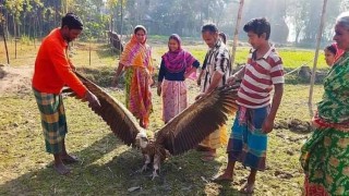 গাইবান্ধায় বিরল প্রজাতির শকুন উদ্ধার