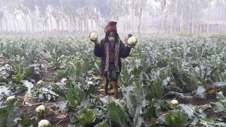 কুড়িগ্রামে ফুলকপির দাম বাড়ায় কৃষকের মুখে হাসি