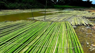 রাঙ্গুনিয়া থেকে মাসে কোটি টাকার বাঁশ পাচার!