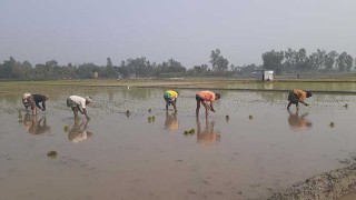 শঙ্কা থাকলেও ব্যস্ত সময় পাড় করছেন কুড়িগ্রামের বোরো চাষিরা