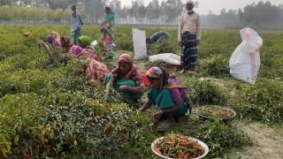 মরিচের বাম্পার ফলন, দামও খুশী চাষিরা