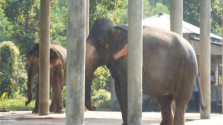 শ্রীপুর সাফারি পার্কে হাতির মৃত্যু