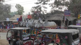 থামছে না সীমান্ত হত্যাকাণ্ড, নেপথ্যে মাদক ও গরু ব্যবসা!