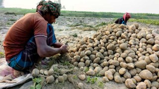 বালু খুঁড়লেই গুপ্তধন, চাষিদের মুখে হাসি