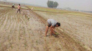 বোরো ধান রোপণে ব্যস্ত হাওরের কৃষকরা