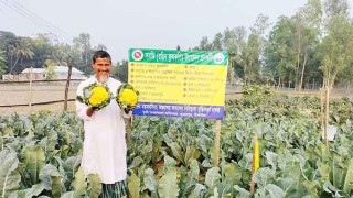 রঙিন ফুলকপিতে কৃষকের মুখে হাসি