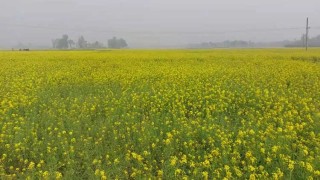 হিলিতে লক্ষ্যমাত্রা ছাড়িয়েছে সরিষার চাষাবাদ