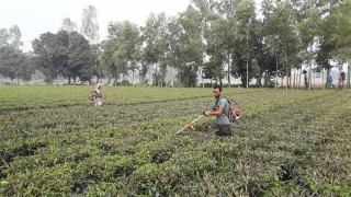 ২ মাস বন্ধ থাকবে উত্তরাঞ্চলের চা-কারখানা