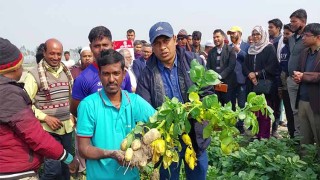 ভ্যালেনসিয়া আলু চাষ করে কৃষকদের মুখে হাসি